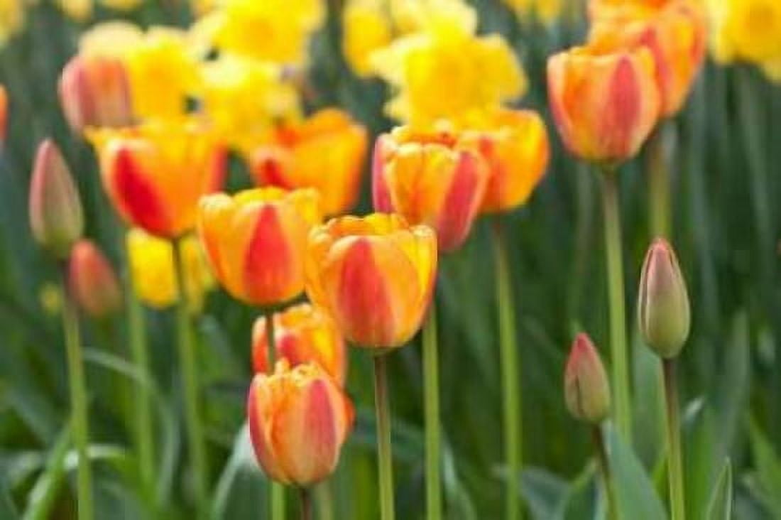 Tulip March II Canvas Art - Dana Styber (24 x 36)