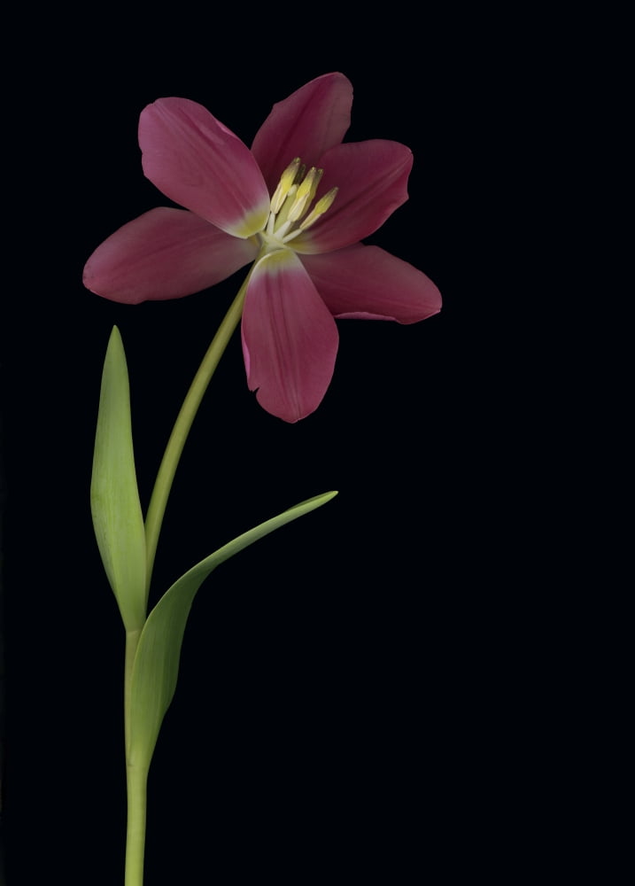 Tulip Petals About To Fall Off Canvas Art - Deddeda Design Pics (24 x 34)