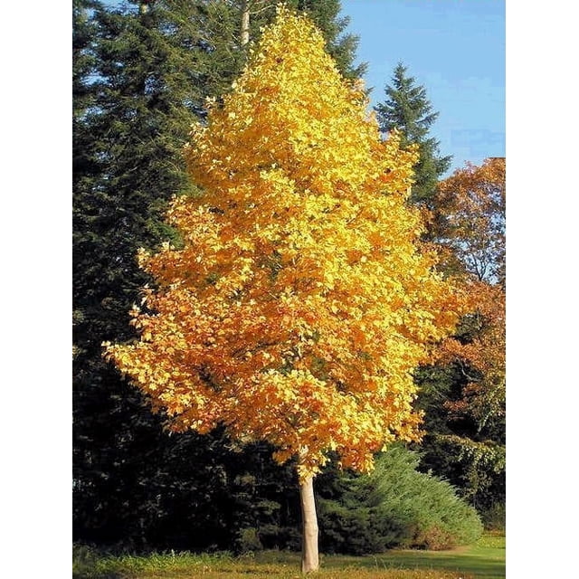 Tulip Poplar 2-3' in Height in an ABP Container - Walmart.com