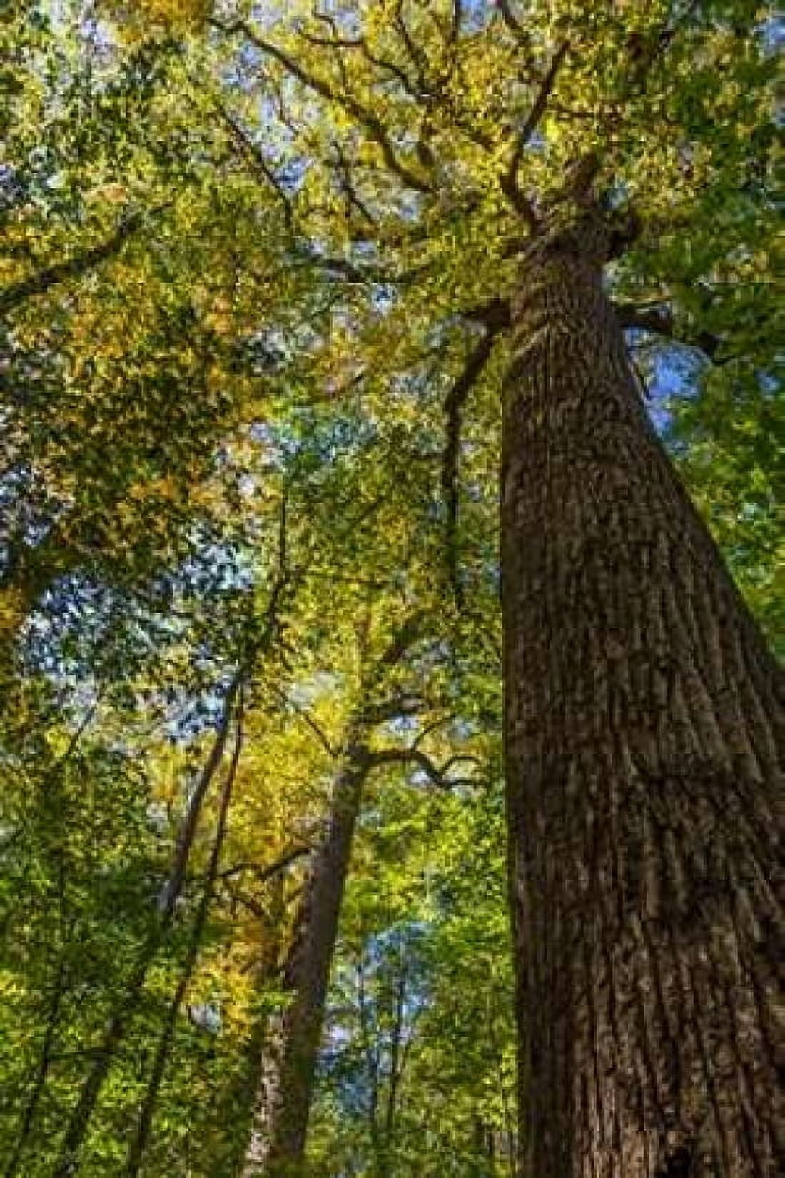 Tulip-Poplar Tree I Canvas Art - Kathy Mahan (24 x 36)
