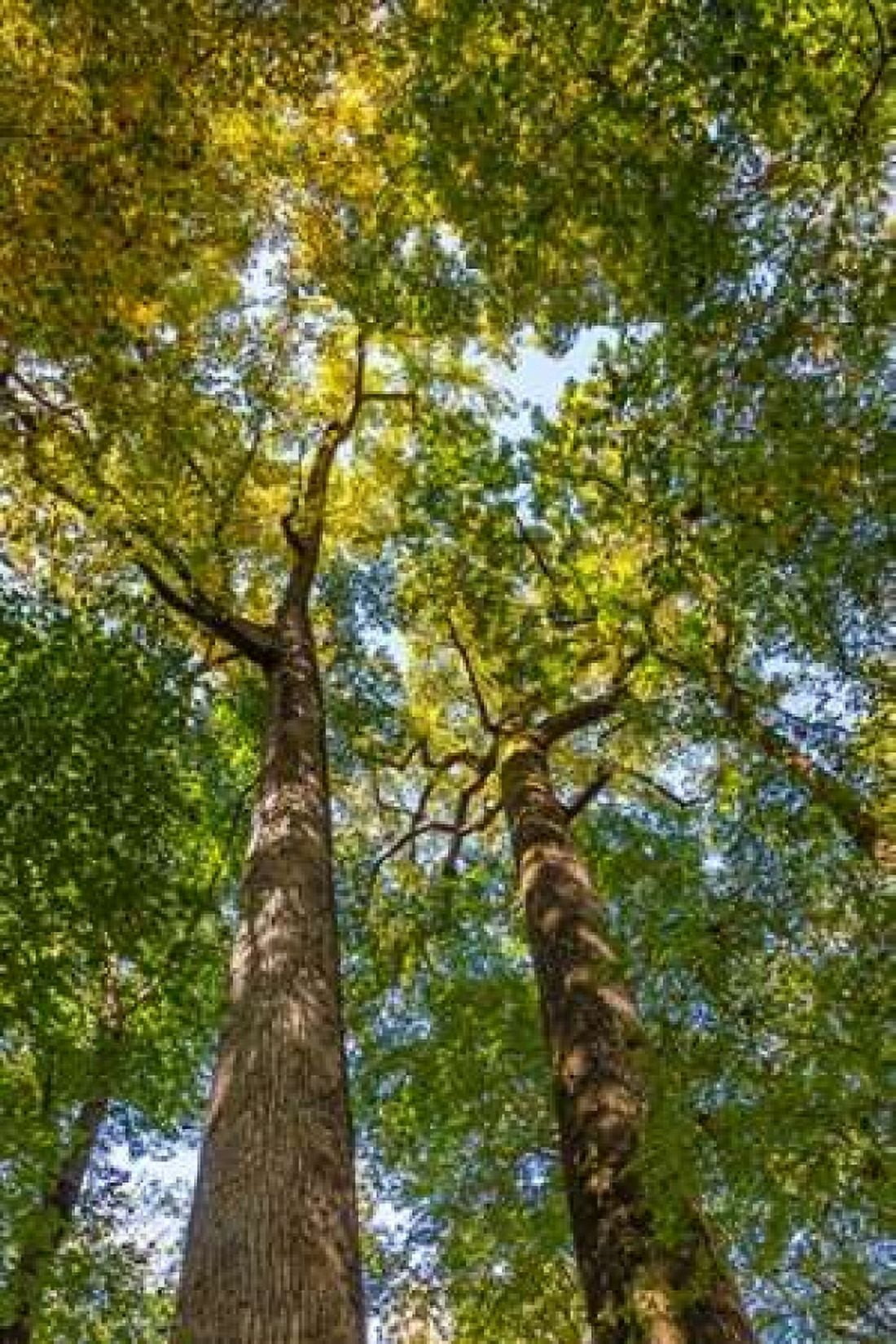 Tulip-Poplar Tree II Canvas Art - Kathy Mahan (12 x 18)