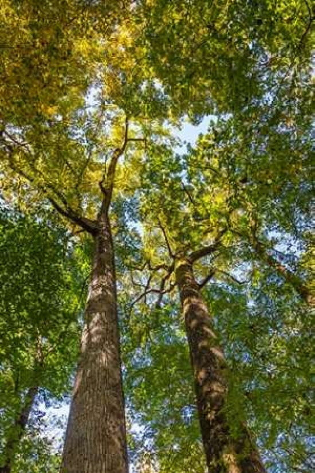 Tulip-Poplar Tree II Canvas Art - Kathy Mahan (24 x 36)