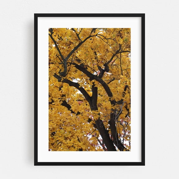 Tulip Poplar Tree in Autumn - Marshall Michigan Photography Autumn Nature Woodland Scenic Botanical Forest Black Framed Wall Art Print 16 x 24 inches