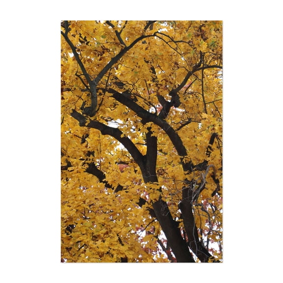 Tulip Poplar Tree in Autumn - Marshall Michigan Photography Autumn Nature Woodland Scenic Botanical Forest Unframed Wall Art Print 20 x 30 inches