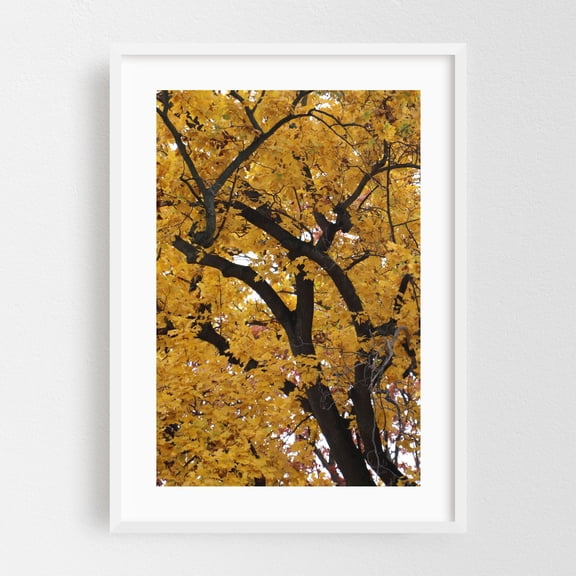 Tulip Poplar Tree in Autumn - Marshall Michigan Photography Autumn Nature Woodland Scenic Botanical Forest White Framed Wall Art Print 5 x 7 inches