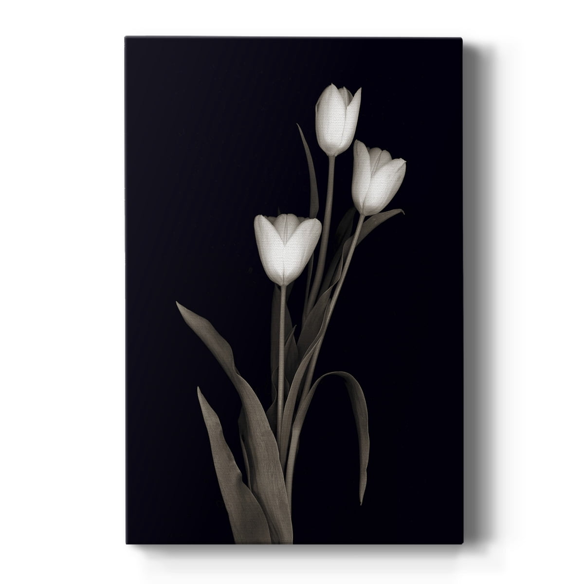 Tulip Pose I Premium Gallery Wrapped Canvas - Ready to Hang