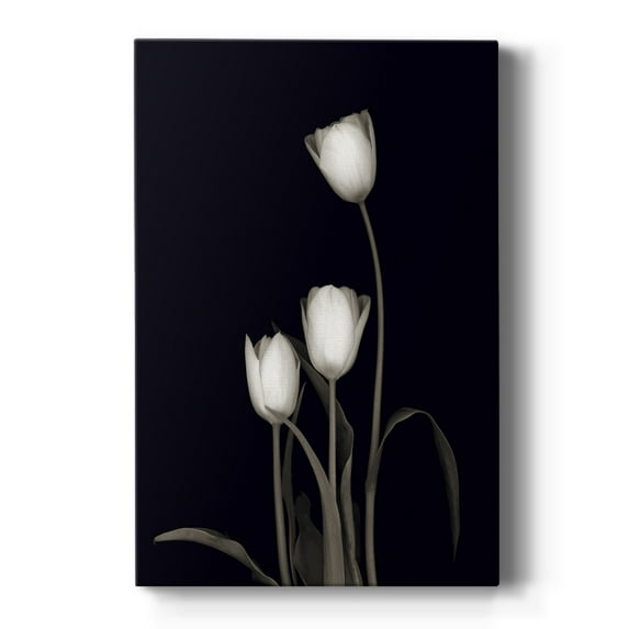 Tulip Pose III Premium Gallery Wrapped Canvas - Ready to Hang