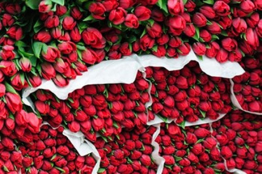 Tulip Street Vendor Denmark Canvas Art - Fredrik Norrsell DanitaDelimont (22 x 15)
