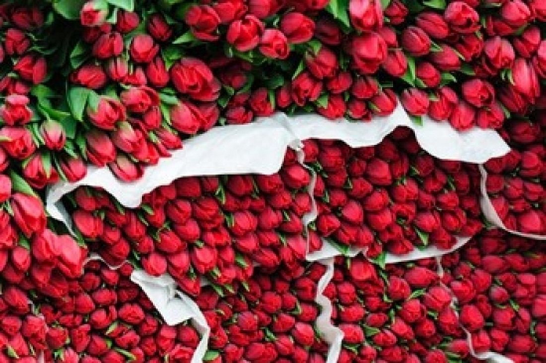 Tulip Street Vendor Denmark Canvas Art - Fredrik Norrsell DanitaDelimont (36 x 24)