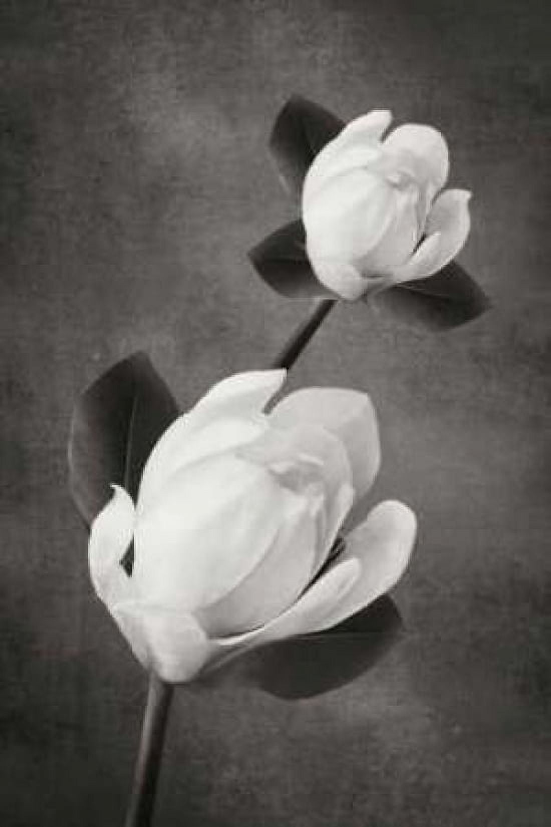 Tulip Tree Duet BandW Canvas Art - Vitaly Geyman (24 x 36)