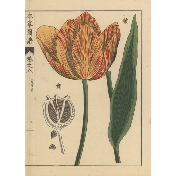 Tulip, Tulipa Gesneria L Poster Print By ® Florilegius Mary Evans (24 X 36)