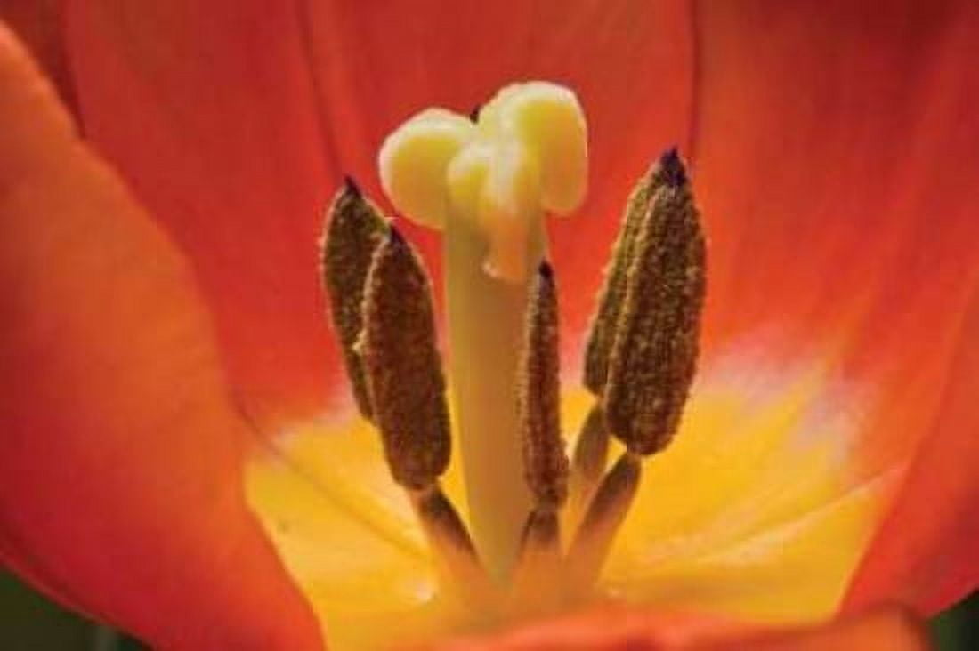 Tulip Up Close I Canvas Art - Lee Peterson (12 x 18)