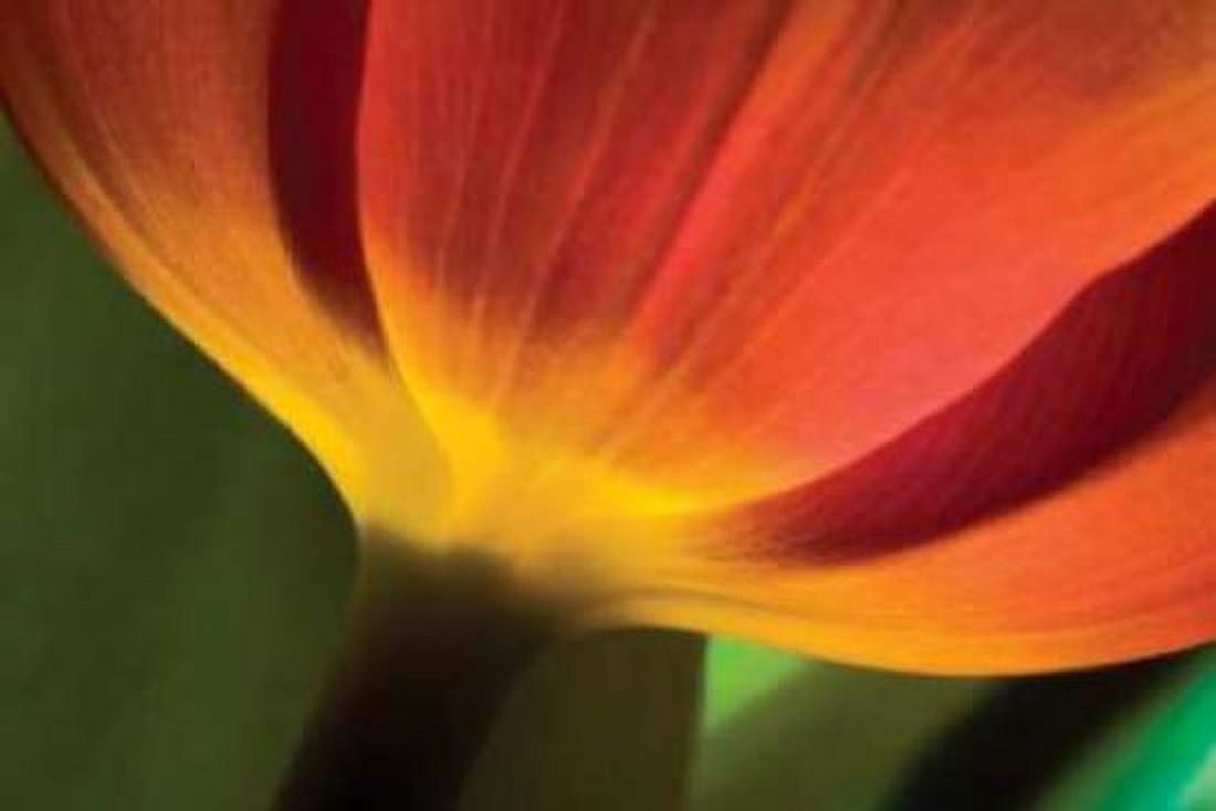 Tulip Up Close II Canvas Art - Lee Peterson (24 x 36)