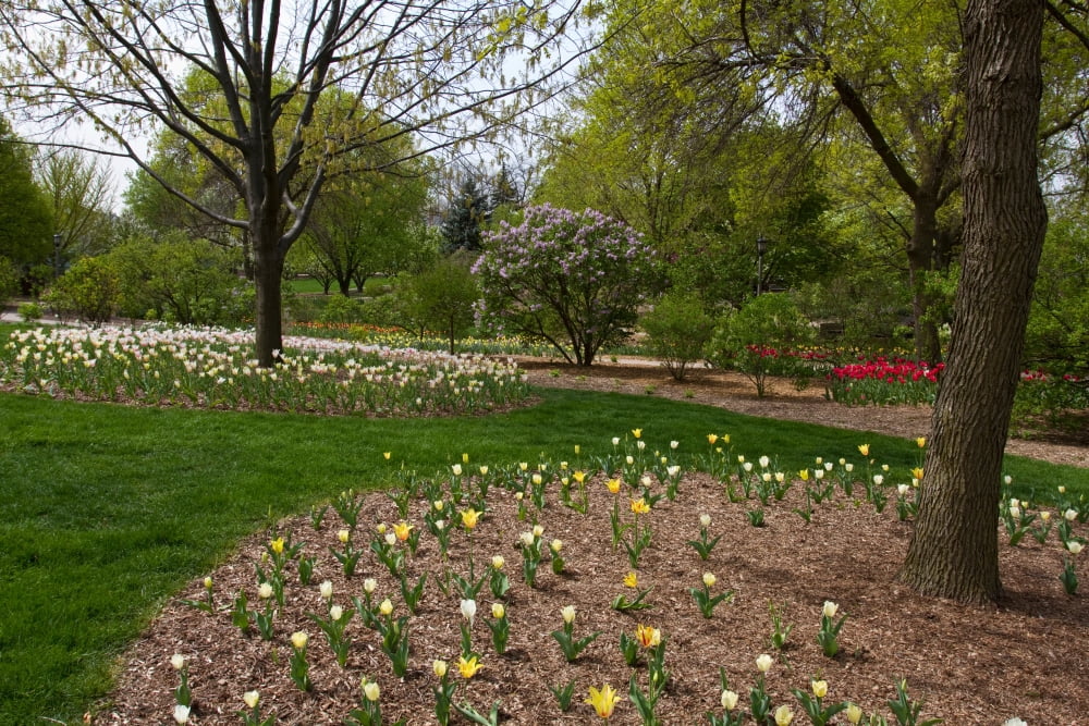 Tulip and Lilac flowers in a garden Lilacia Park Lombard Illinois USA Canvas Art - Panoramic Images (18 x 24)