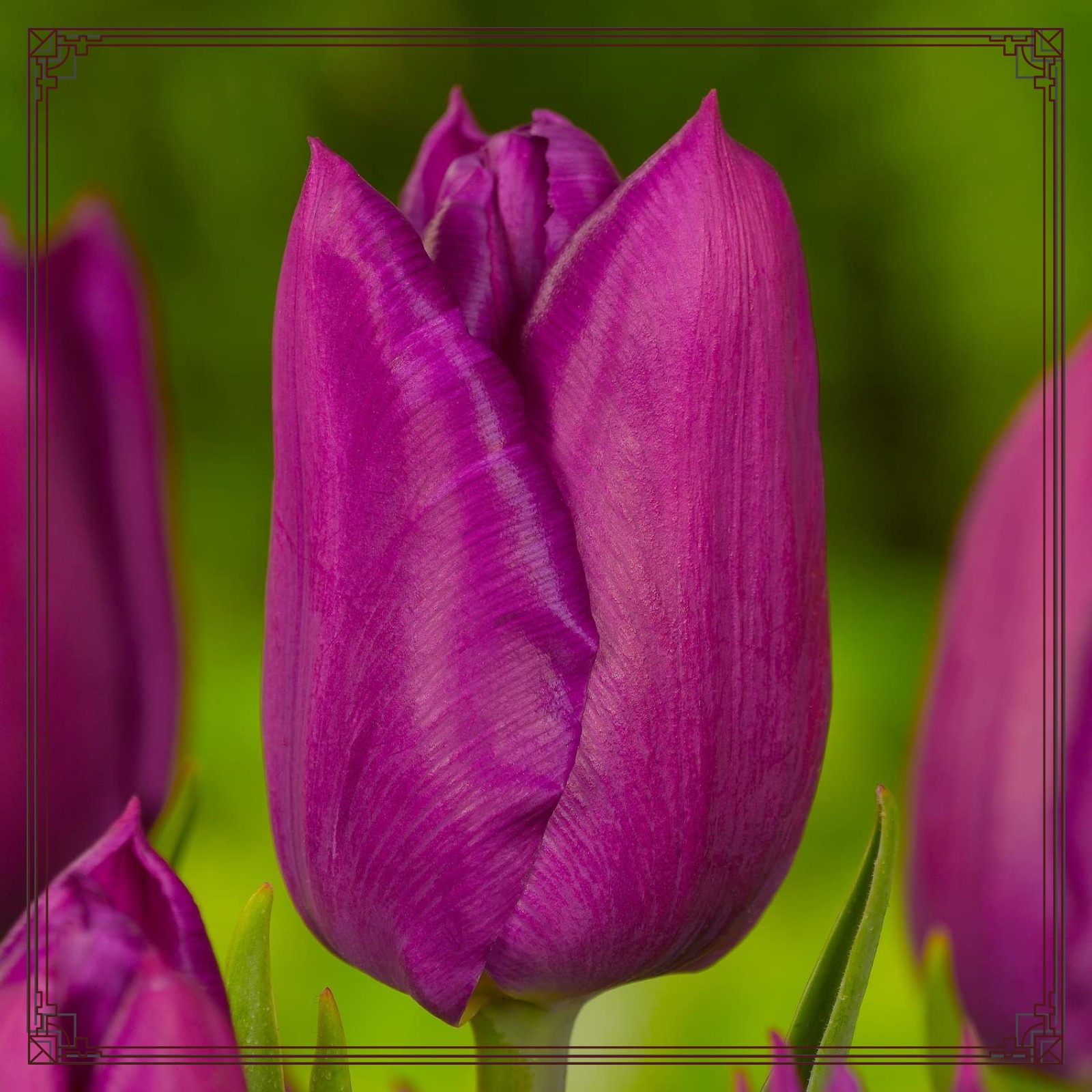 Tulip bulbs Flowering potted plants in all seasons Tulip flowers bulbs ...