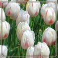 Tulip bulbs Flowering potted plants in all seasons Tulip flowers bulbs Tulip plant bulbs Good