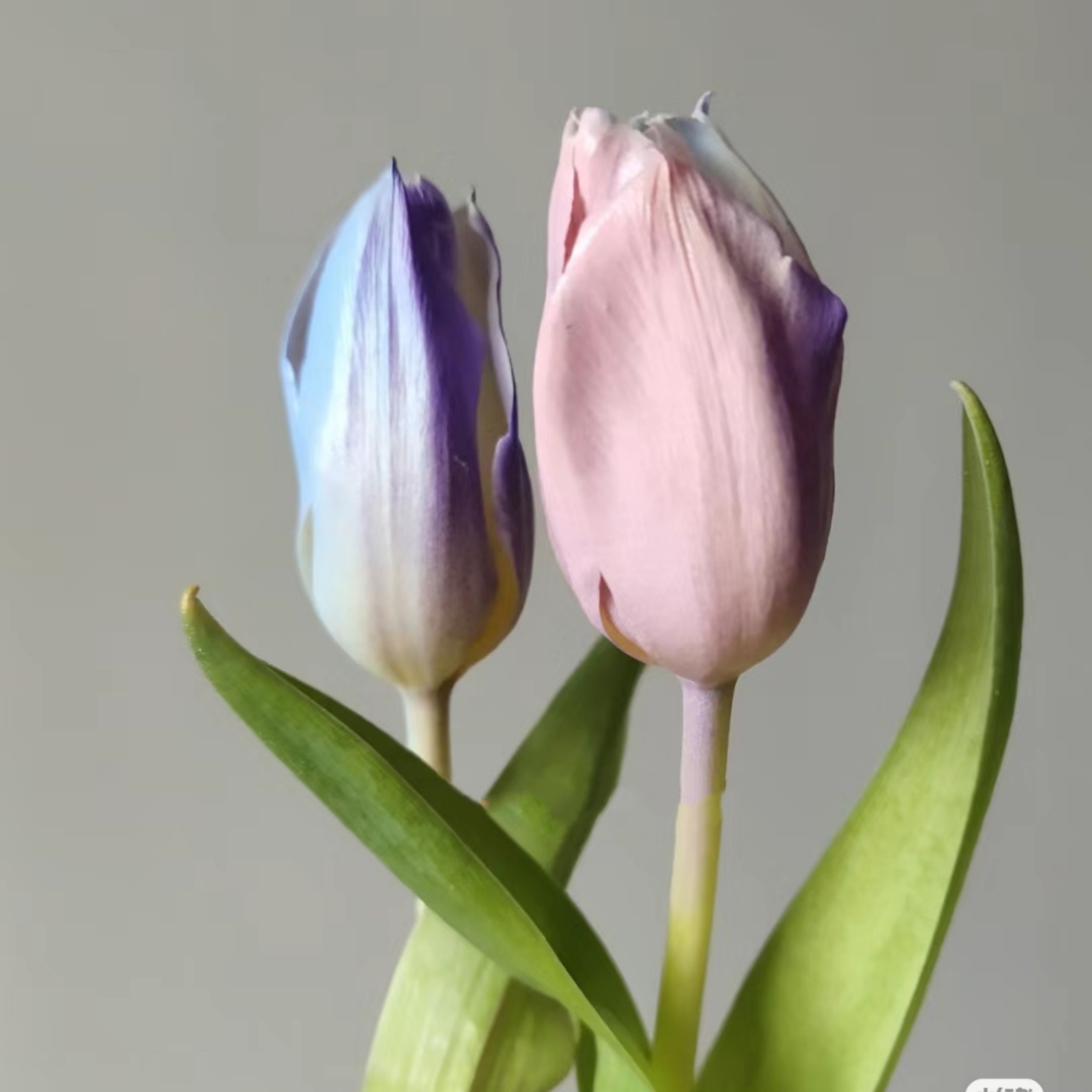 Tulip bulbs Mysterious Species Tulip flowers bulbs Tulip bulbs for fall