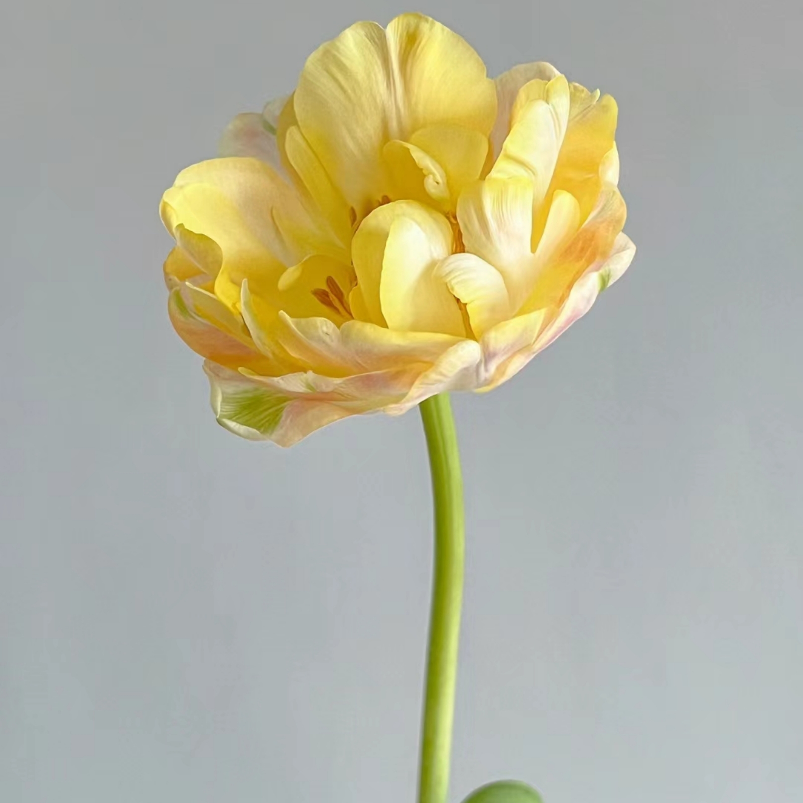 Tulip bulbs Mysterious Species Tulip flowers bulbs Tulip bulbs for fall