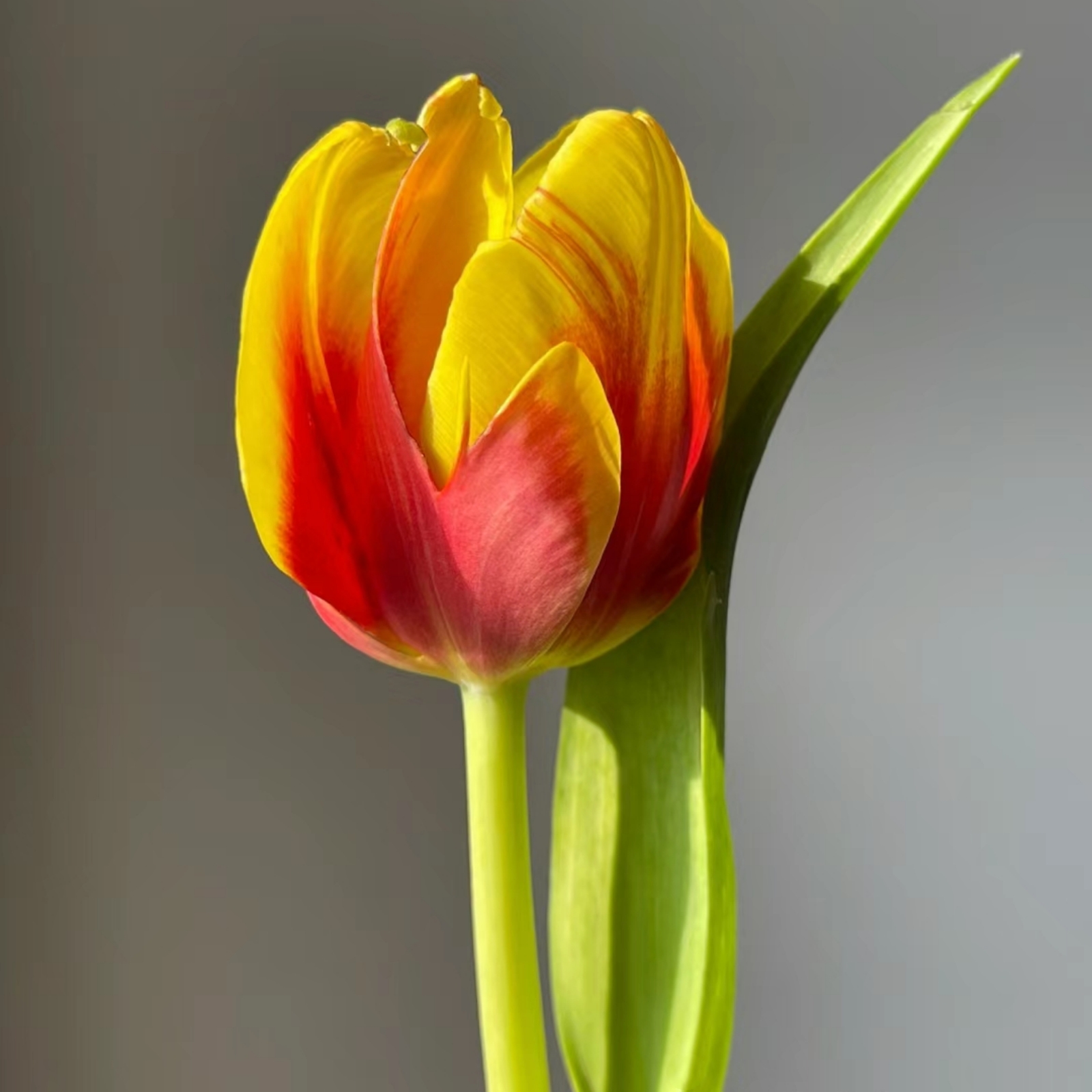 Tulip bulbs Species Tulip flowers bulbs Tulip bulbs for fall planting