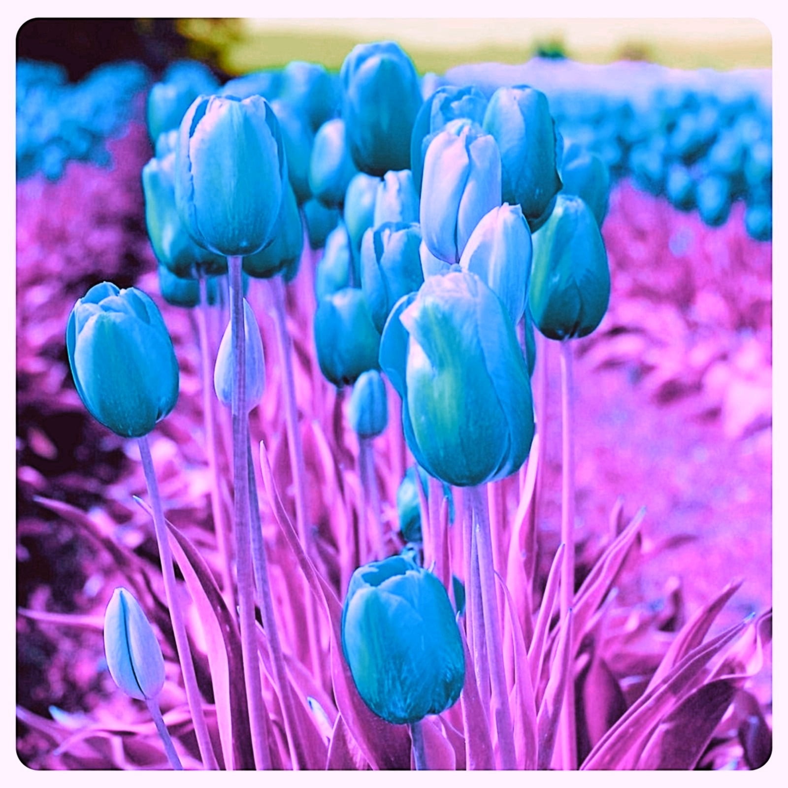 Tulip bulbs Species Tulip flowers bulbs Tulip bulbs for fall planting