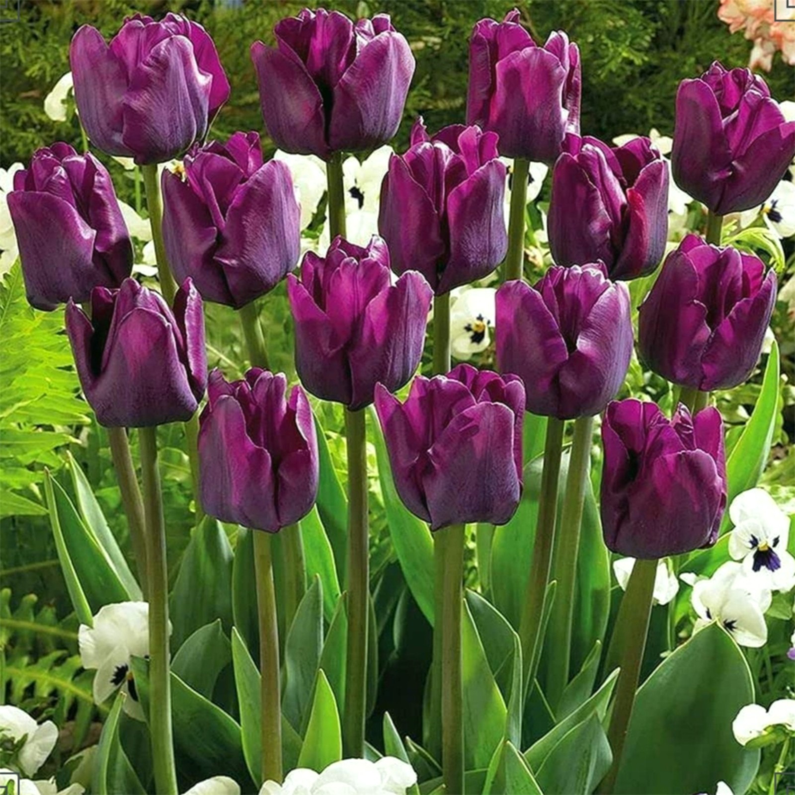 Tulip bulbs Species Tulip flowers bulbs Tulip bulbs for fall planting