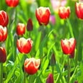 Tulip bulbs Species Tulip flowers bulbs Tulip bulbs for fall planting