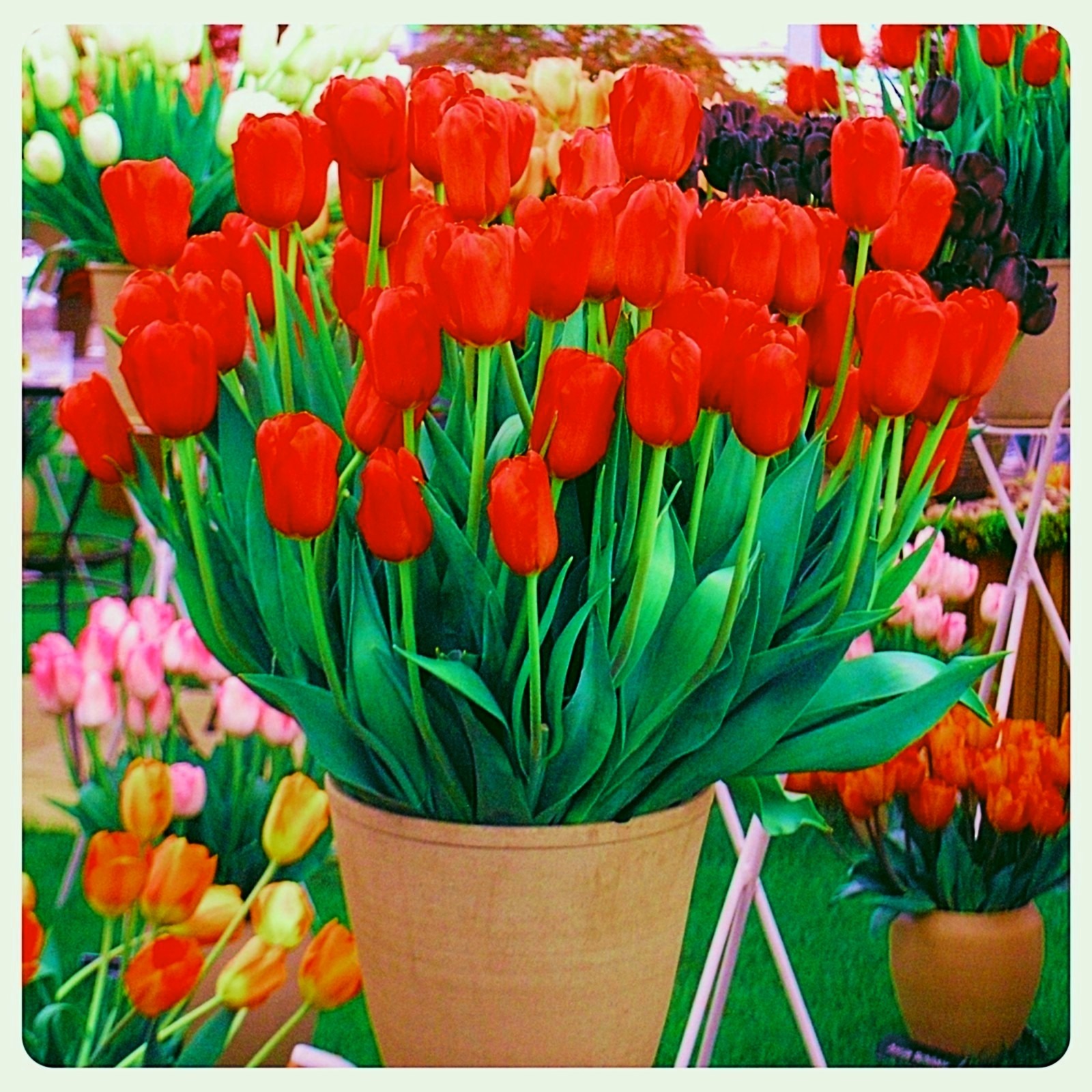 Tulip bulbs Tubers Mysterious Species Tulip flowers bulbs Tulip bulbs