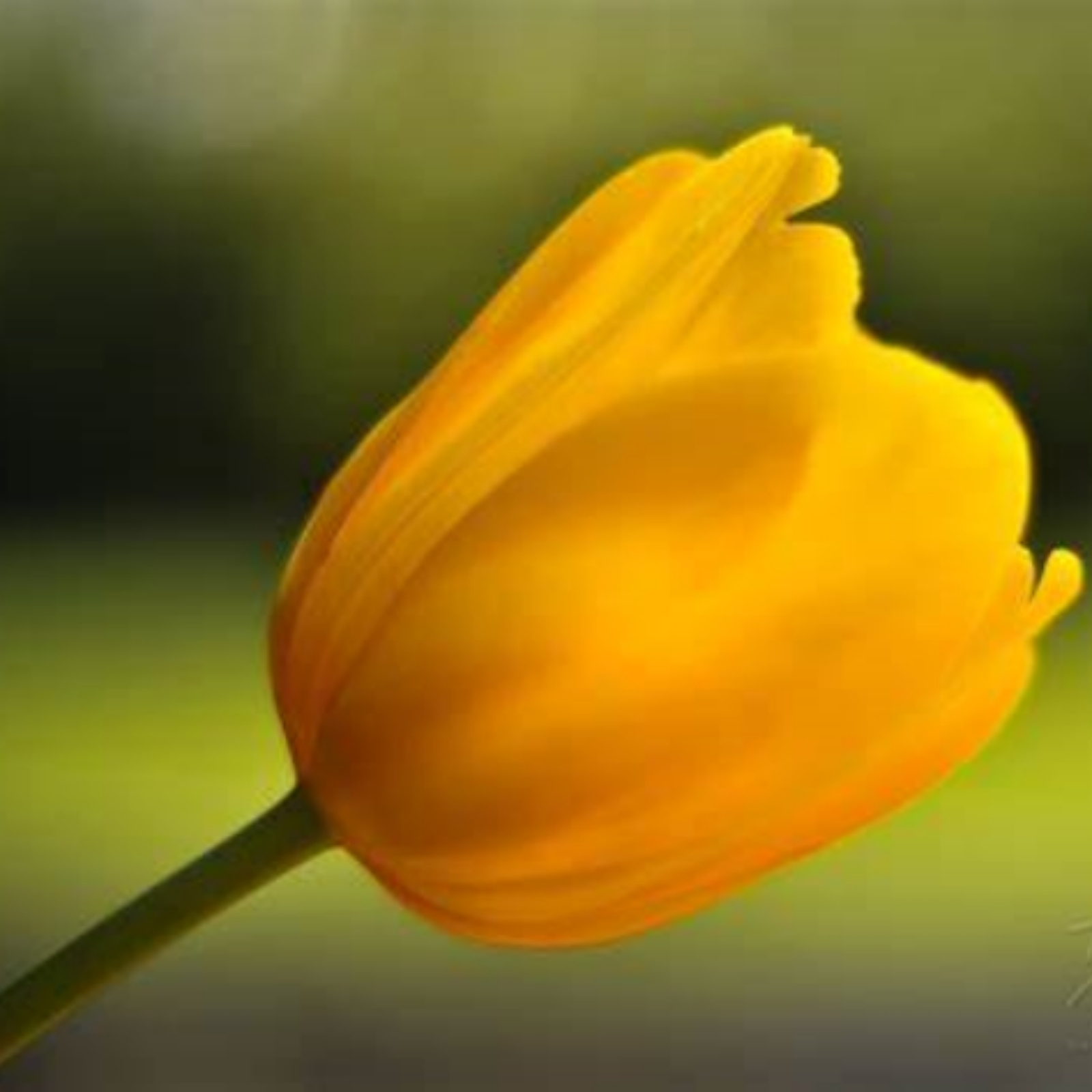 Tulip bulbs Tubers Mysterious Species Tulip flowers bulbs Tulip bulbs