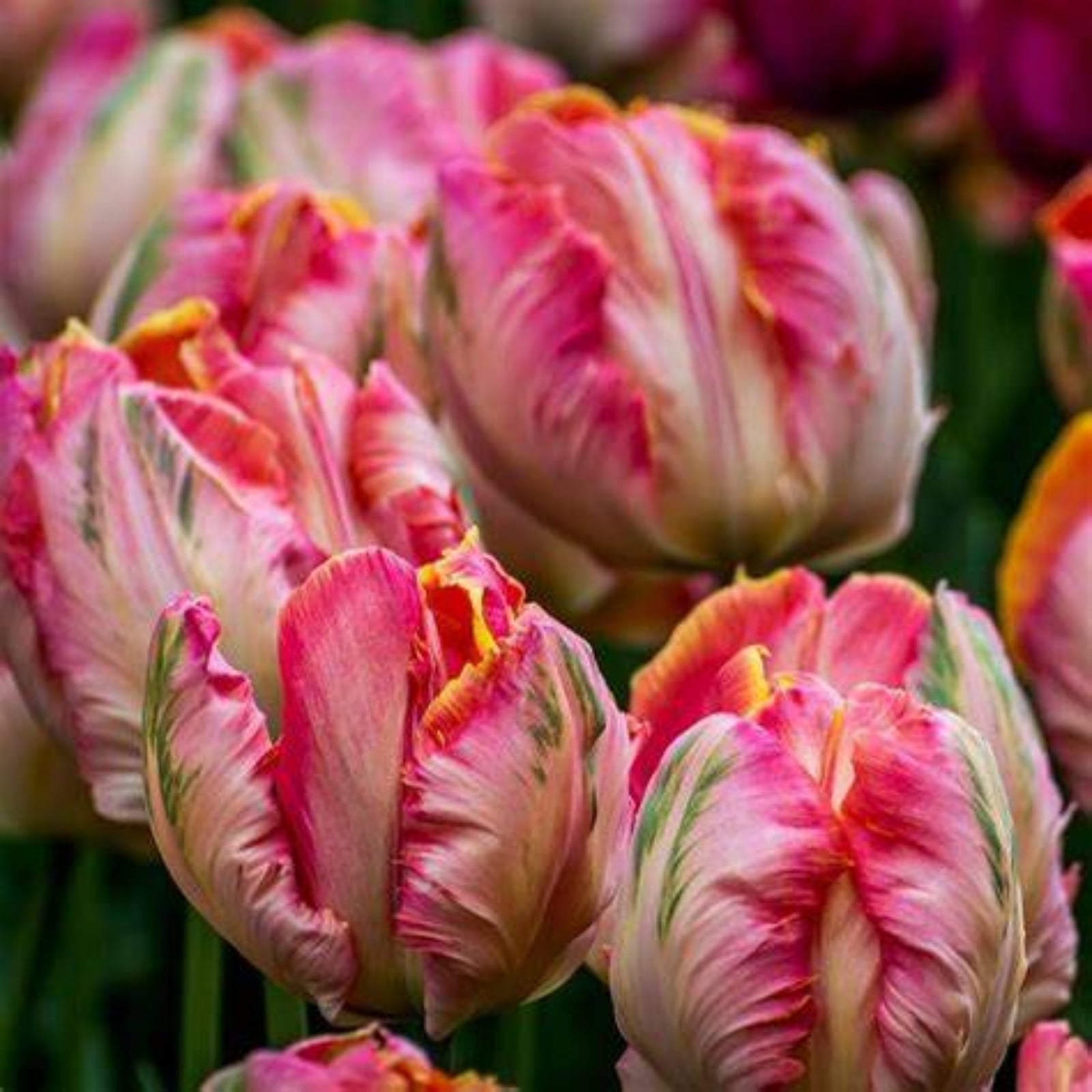 Tulip bulbs Tubers Mysterious Species Tulip flowers bulbs Tulip bulbs for fall planting bulk