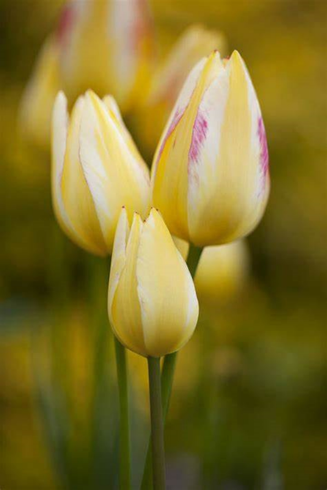 Tulip bulbs Tubers Mysterious Species Tulip flowers bulbs Tulip bulbs