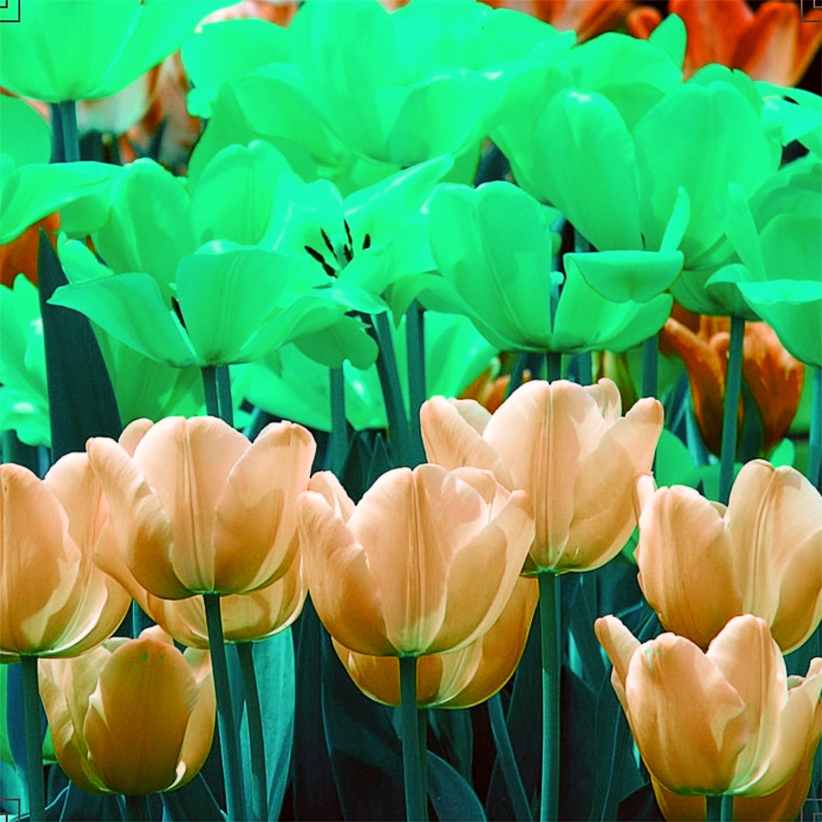 Tulip bulbs Tubers Mysterious Species Tulip flowers bulbs Tulip bulbs