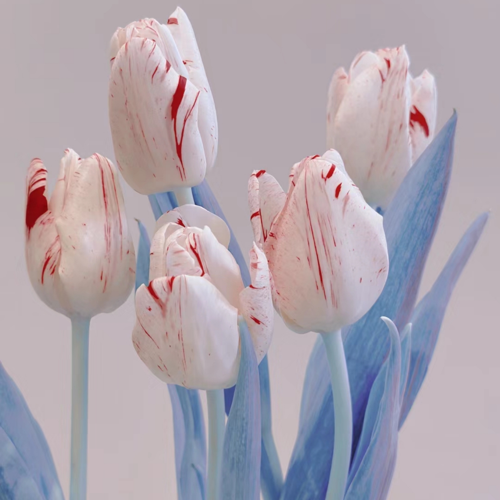 Tulip bulbs Tulip bulbs for fall planting bulk Tubers Mysterious