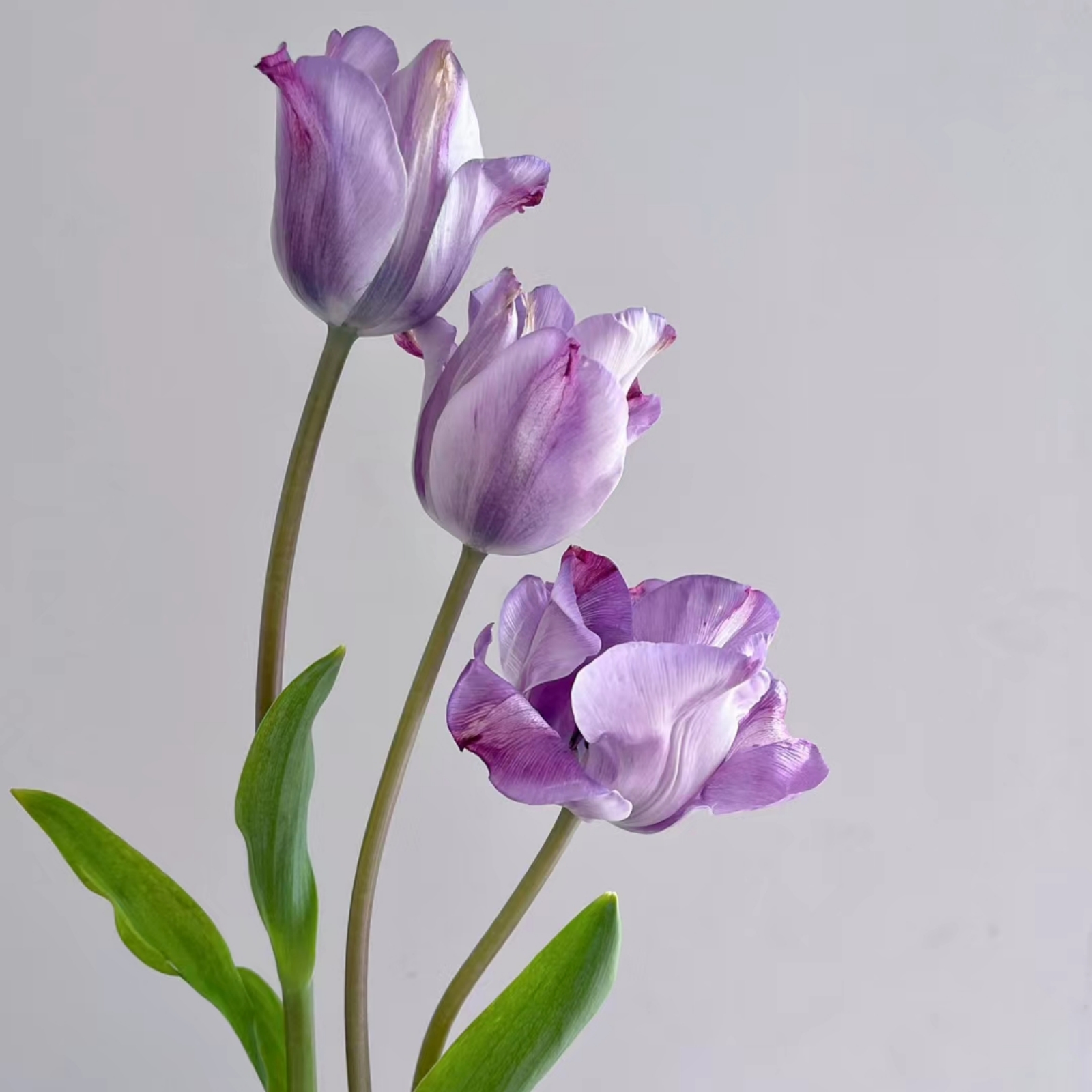 Tulip bulbs Tulip bulbs for fall planting bulk Tubers Mysterious