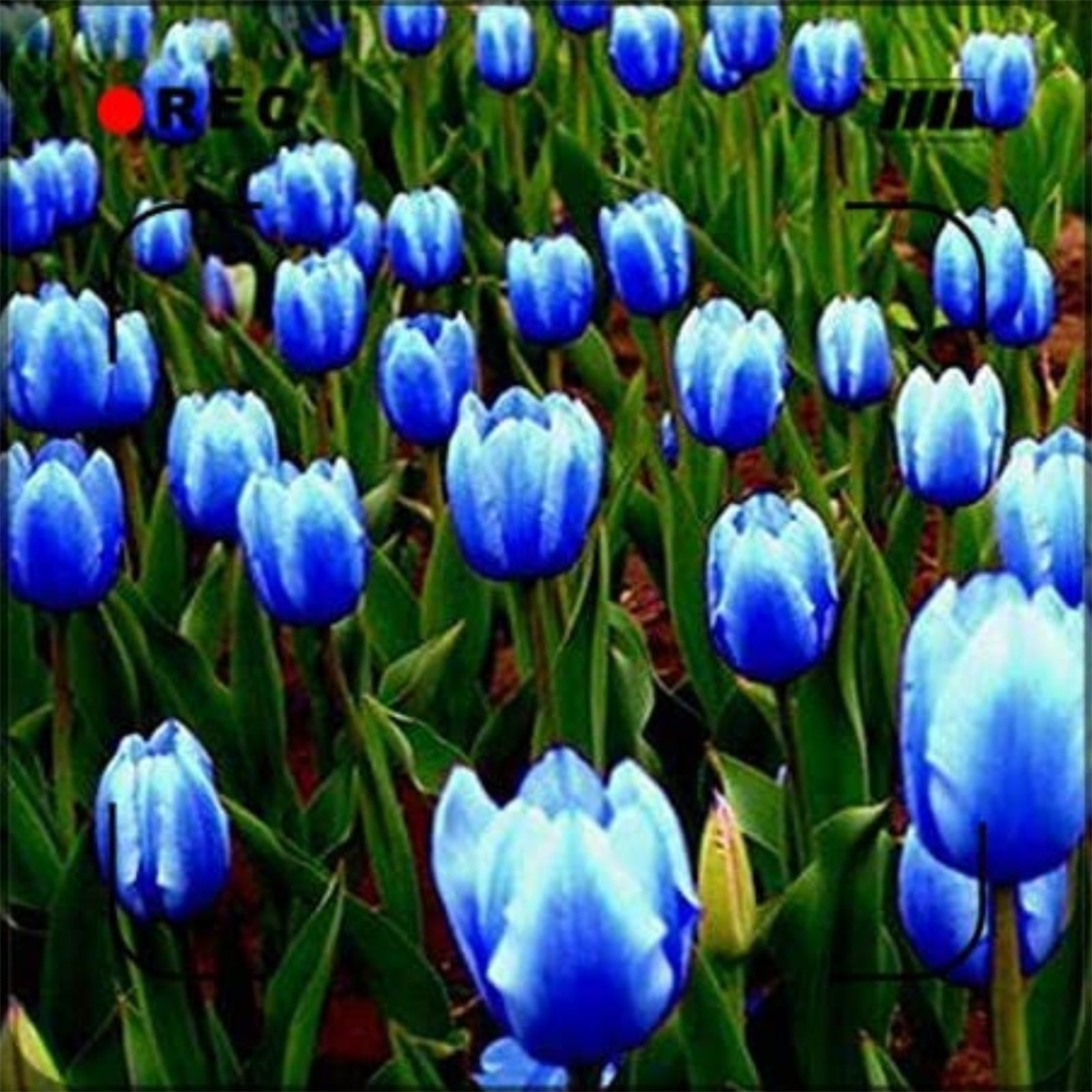 Tulip bulbs Tulip bulbs for fall planting bulk Tubers Mysterious