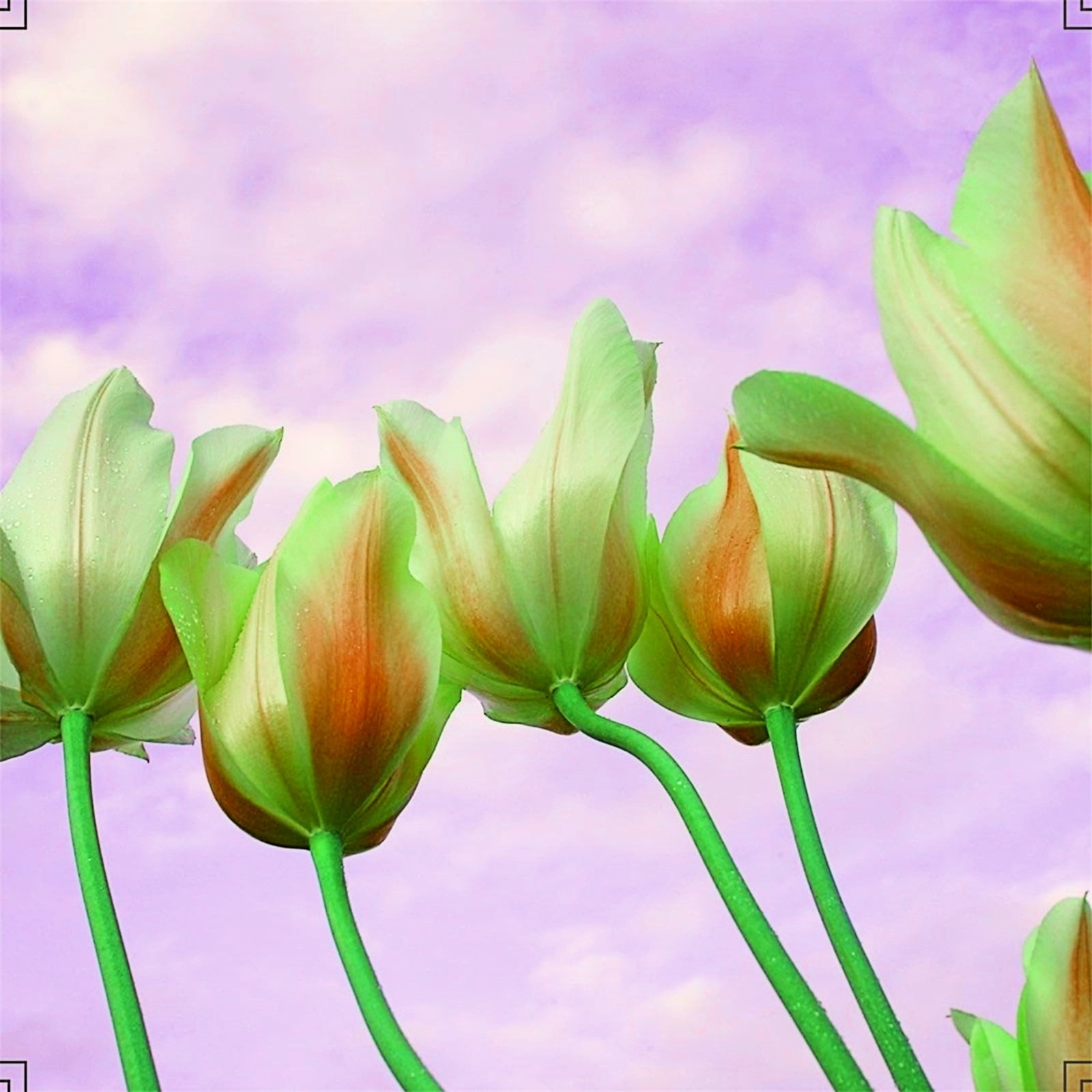 Tulip bulbs Tulip flowers bulbs Tulip bulbs for fall planting bulk