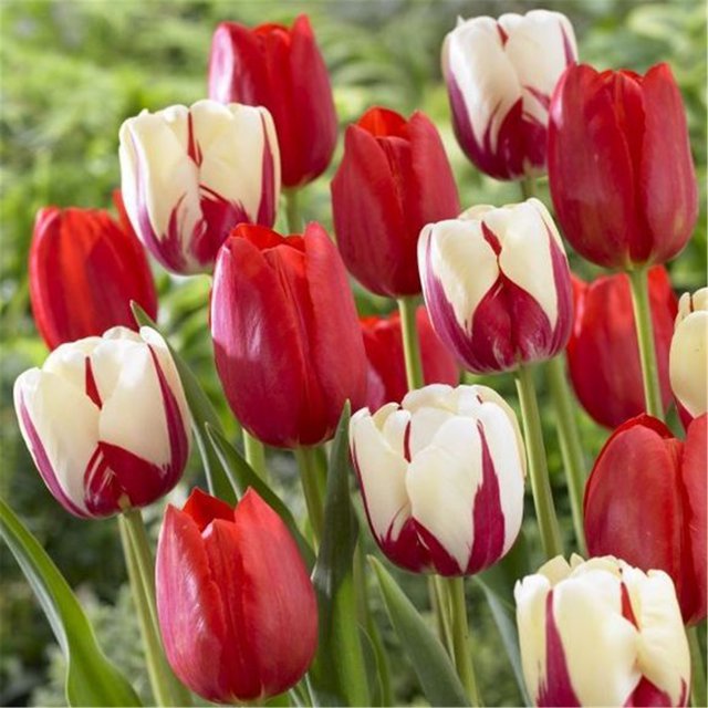 Tulip bulbs for planting Tulip flowers bulbs Tulip Bulbs Bulk Flower