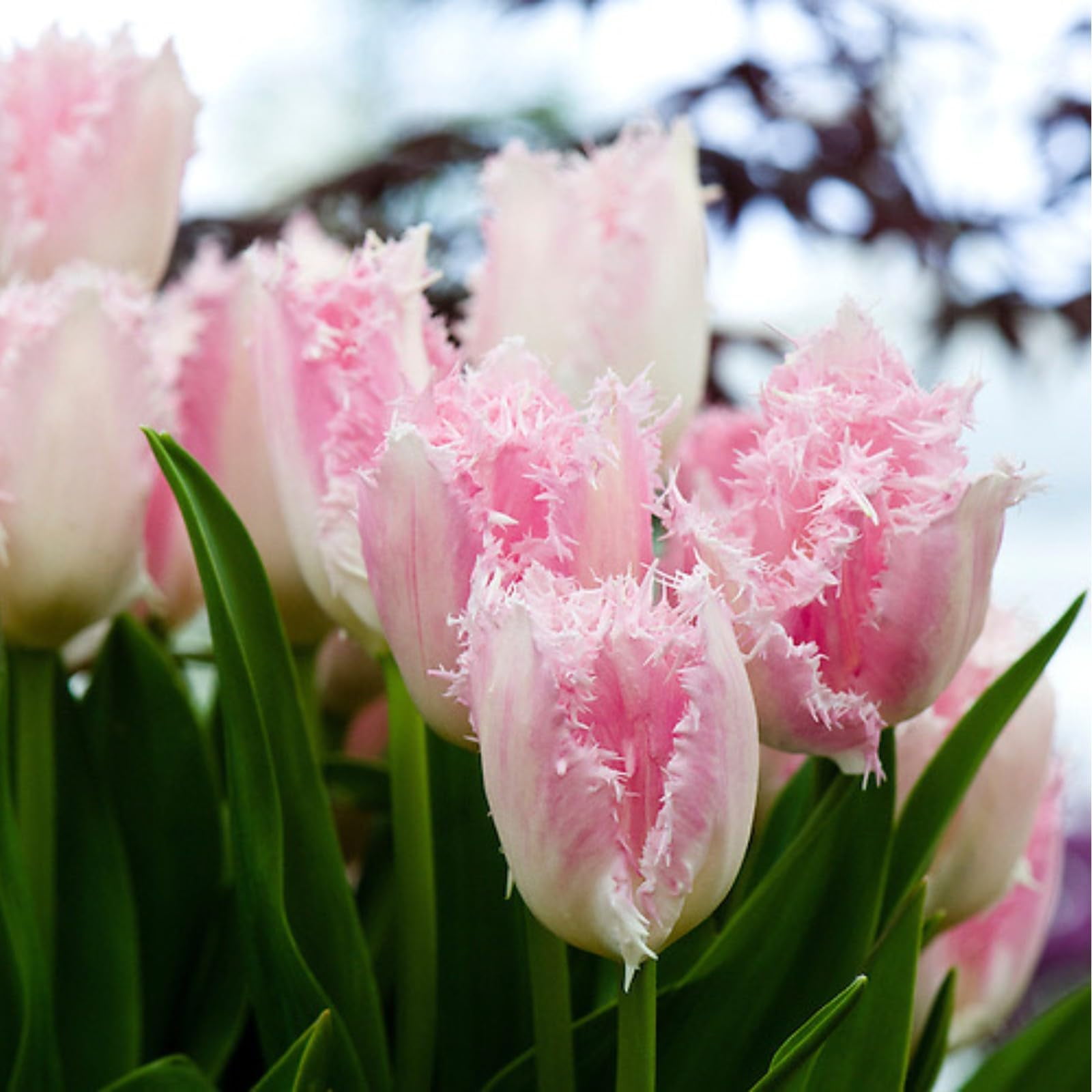 Tulip bulbs for planting outdoors perennials,Tulip bulbs bulk,Tulip bulbs for planting,Tulip