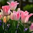 Tulip bulbs for planting outdoors perennials,Tulip bulbs bulk,Tulip