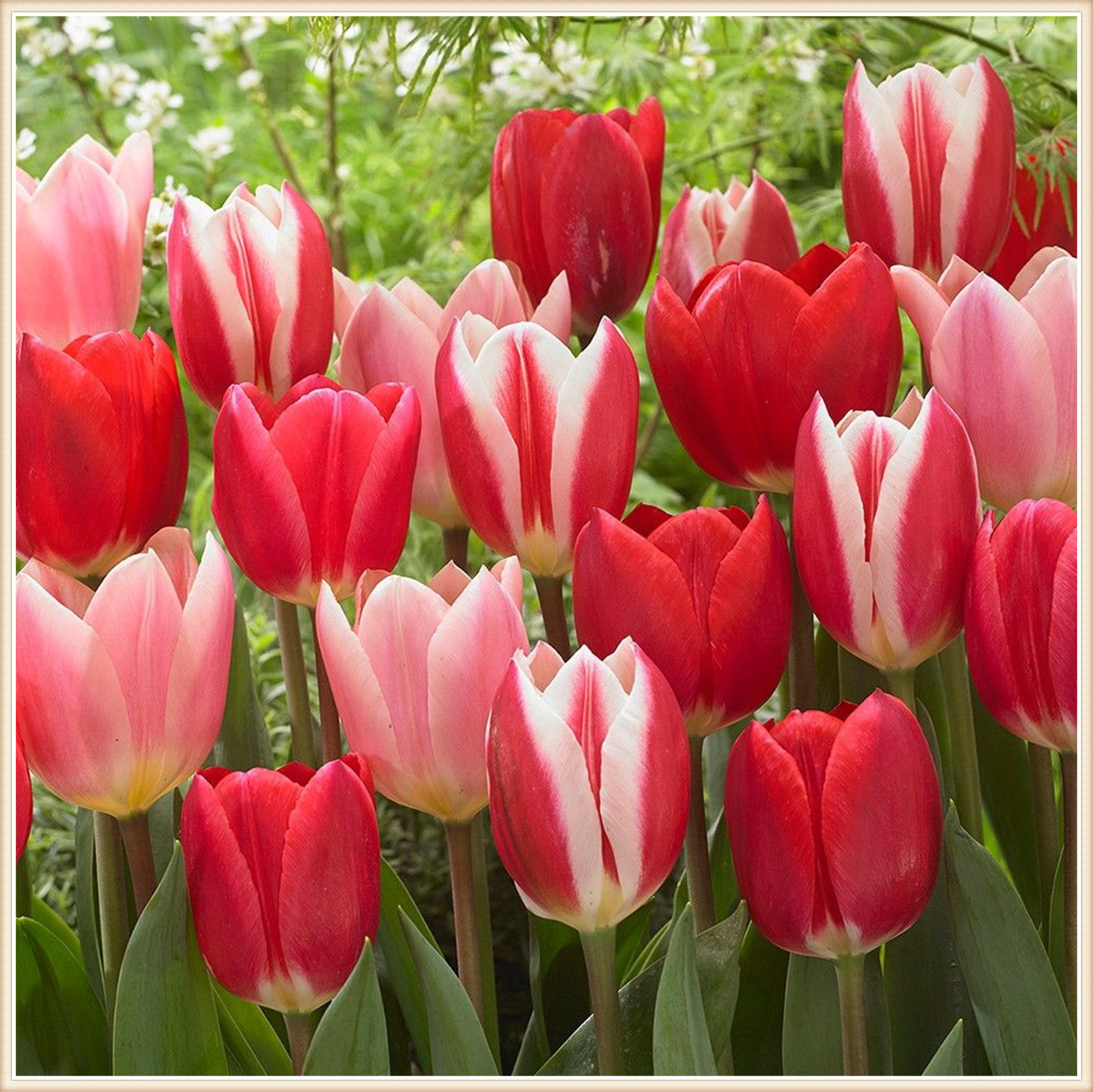 Tulip bulbs for planting perennial Tulip bulbs bulk Tulip flowers bulbs Suitable for