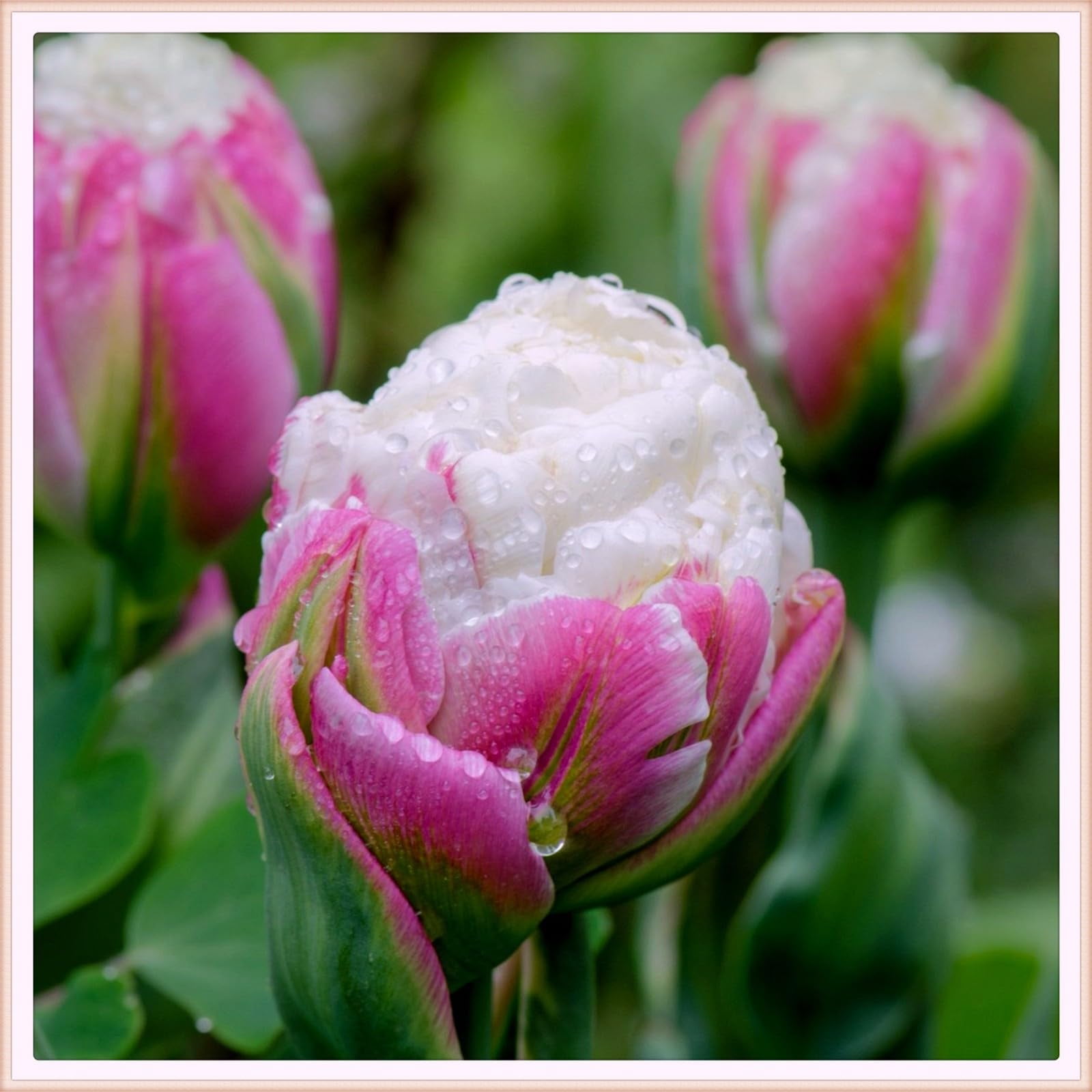 Tulip bulbs for planting perennial,Tulip flowers bulbs,Tulip bulbs for