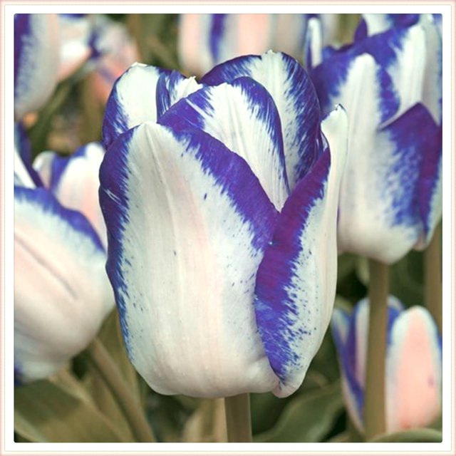 Tulip bulbs for planting perennial,Tulip flowers bulbs,Tulip bulbs for