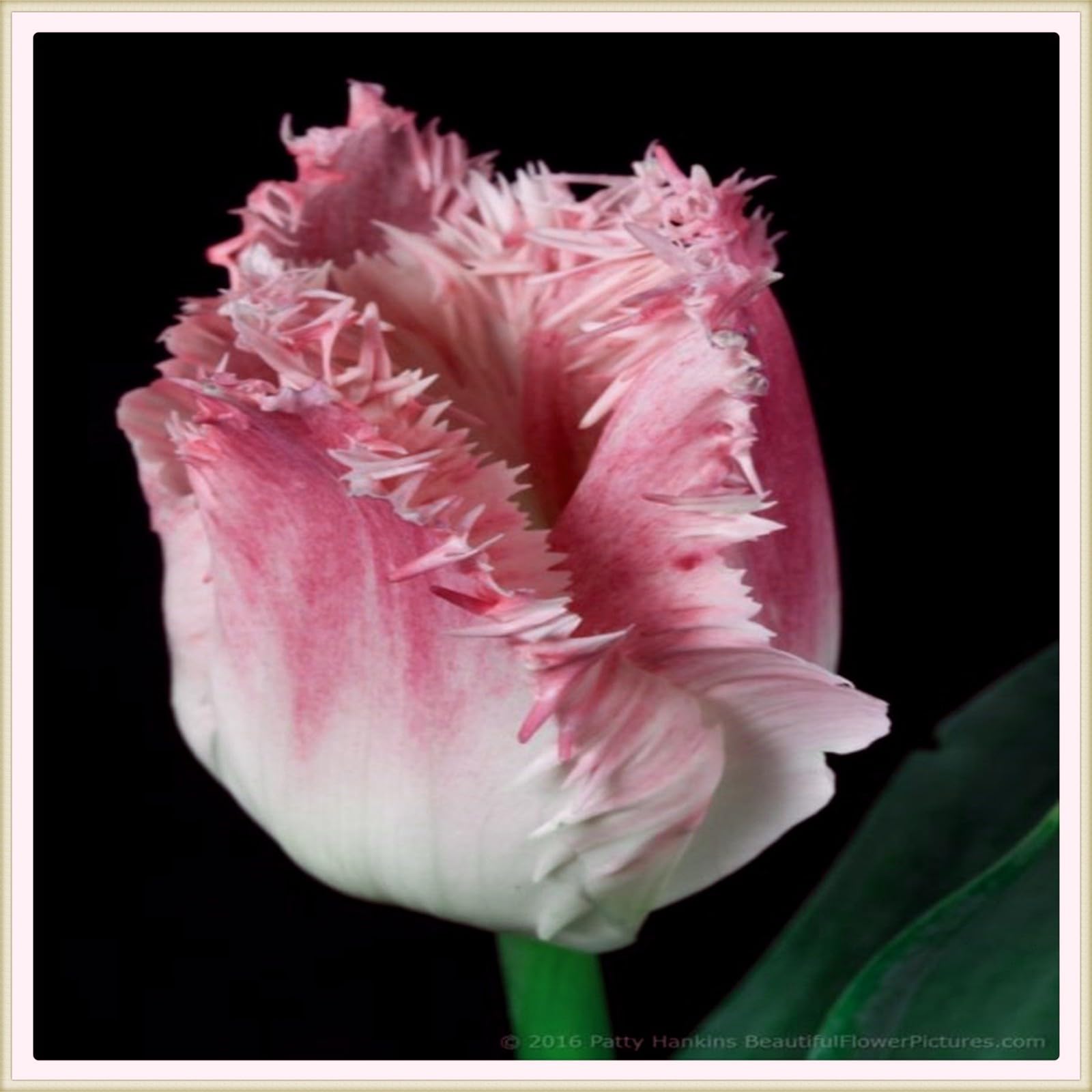 Tulip bulbs for planting perennial,Tulip flowers bulbs,Tulip bulbs for