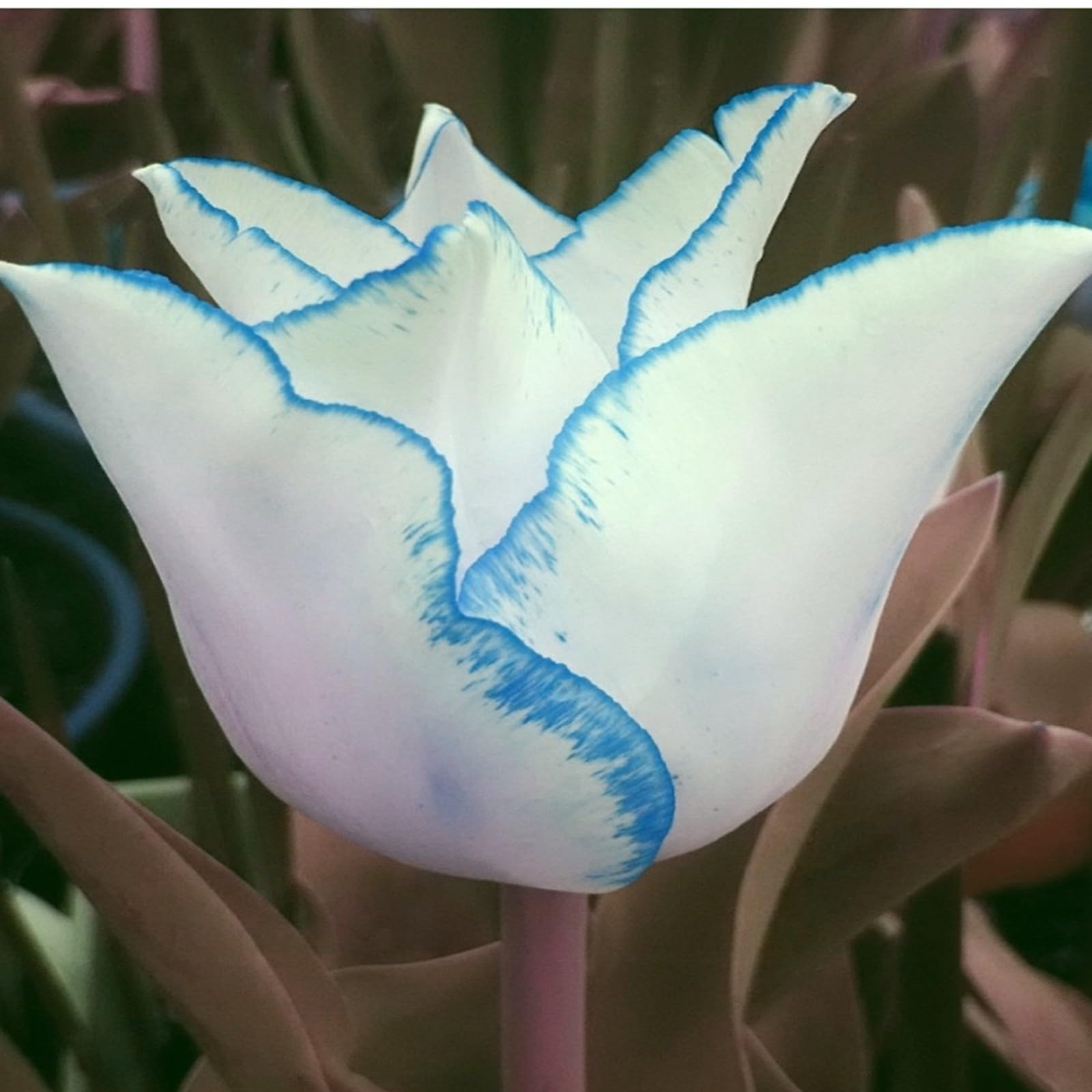 Tulip bulbs for planting perennial,Tulip flowers bulbs,Tulip bulbs for