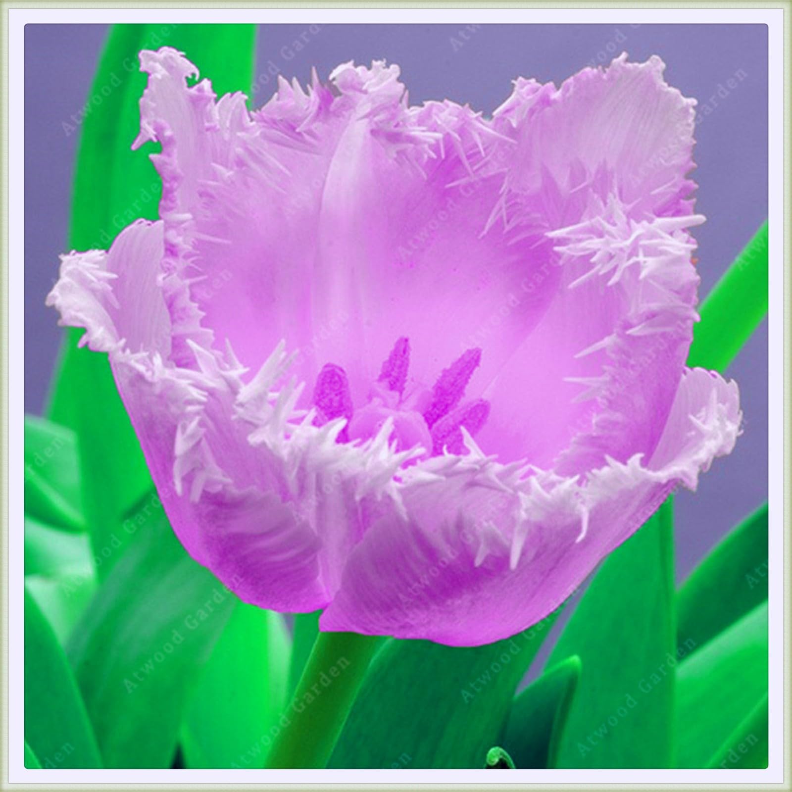 Tulip bulbs for planting perennial,Tulip flowers bulbs,Tulip bulbs for