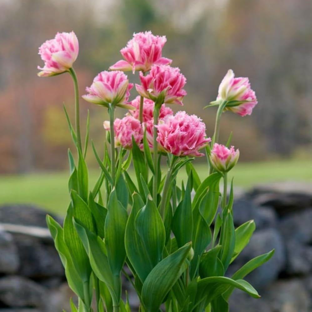 Tulip bulbs for sale,tulip bulbs for planting,tulip bulbs for planting perennial,tulip bulbs
