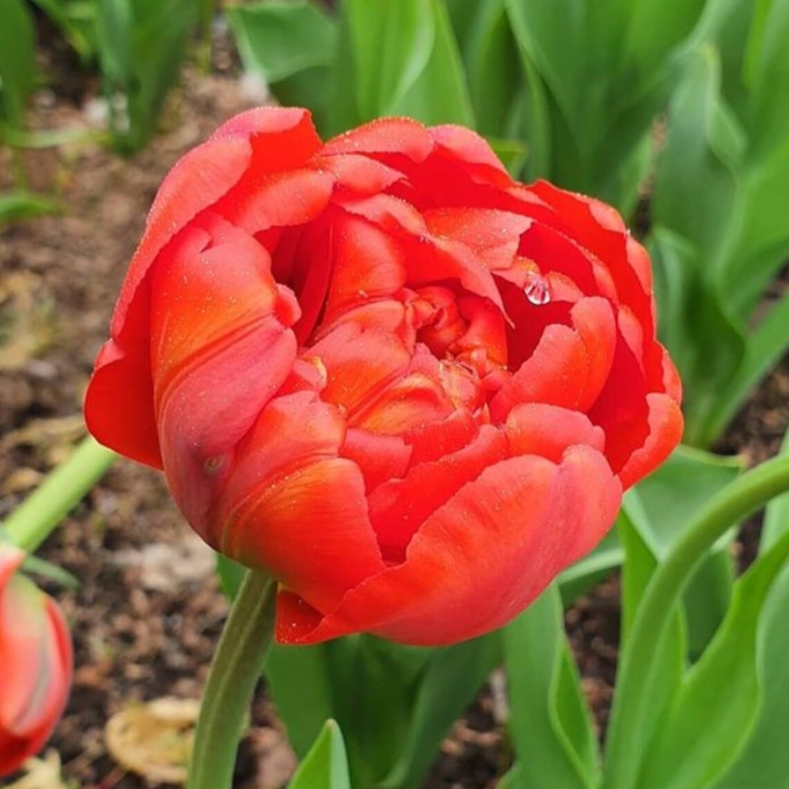 Tulip bulbs for sale,tulip bulbs for planting,tulip bulbs for planting perennial,tulip bulbs