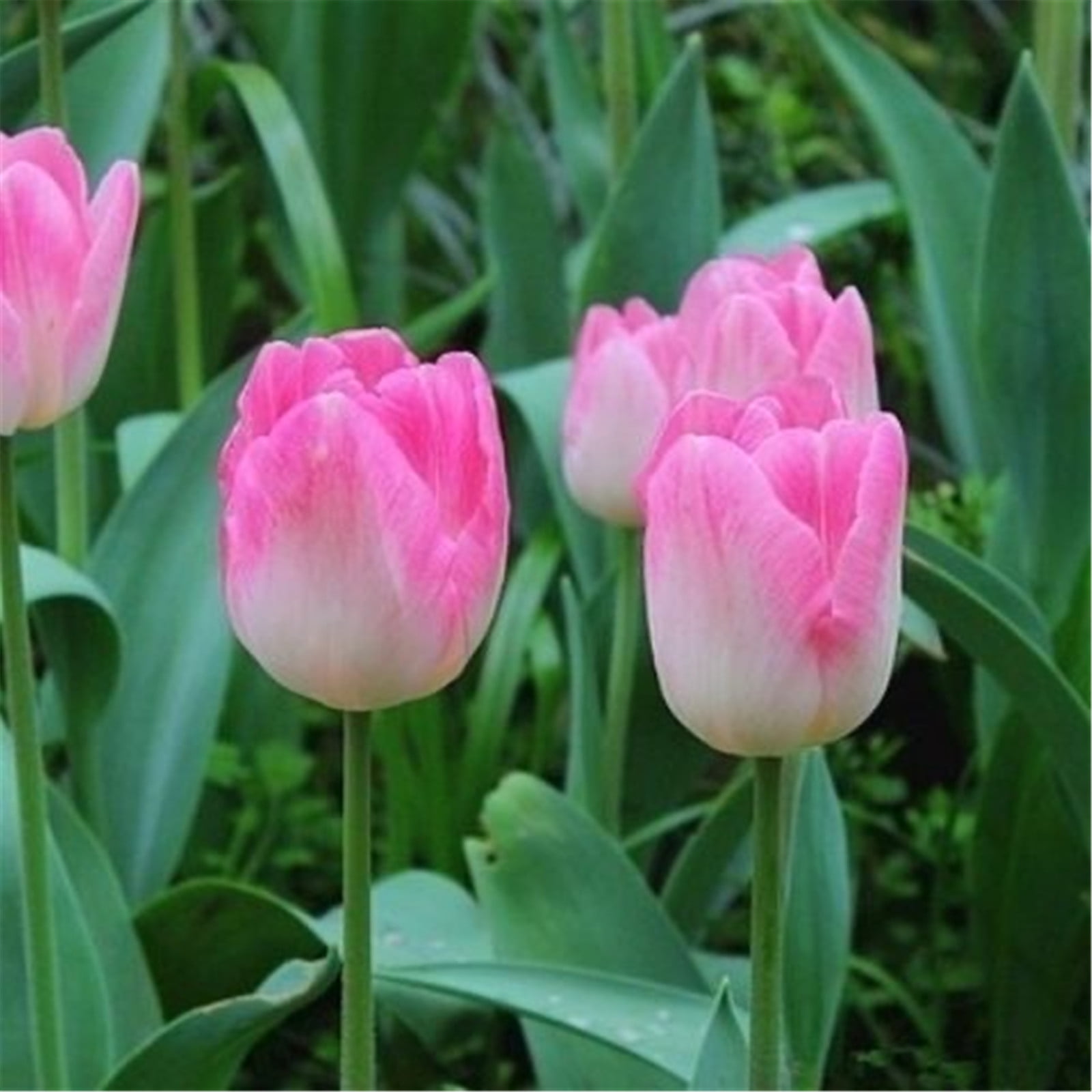 Tulip bulbs mix Tulip bulbs bulk Tulip bulbs for plantingEasy to grow, blooms in spring(Bulb