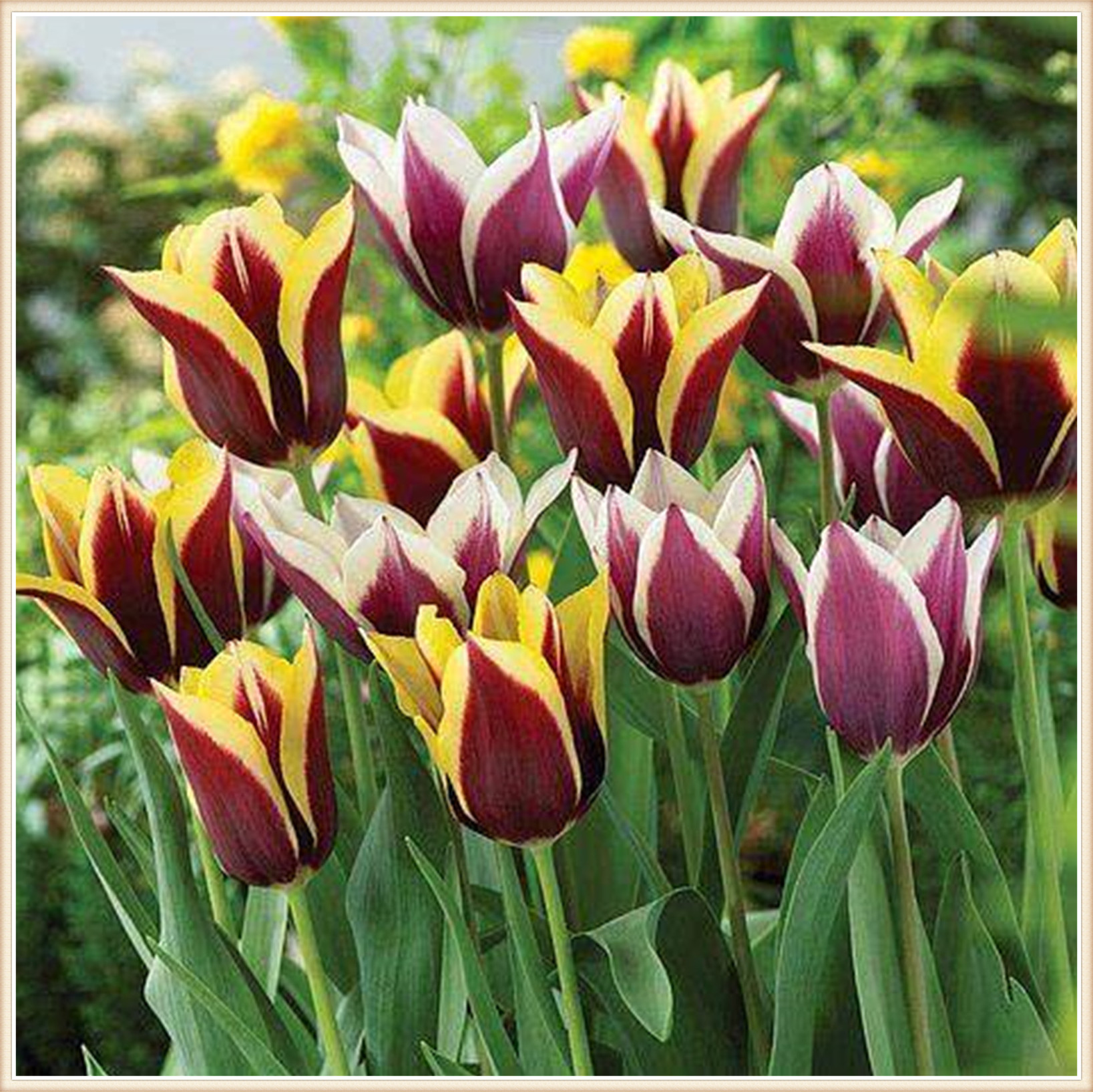 Tulip bulbs mix Tulip bulbs bulk Tulip bulbs for planting perennial Tulip flowers bulbs