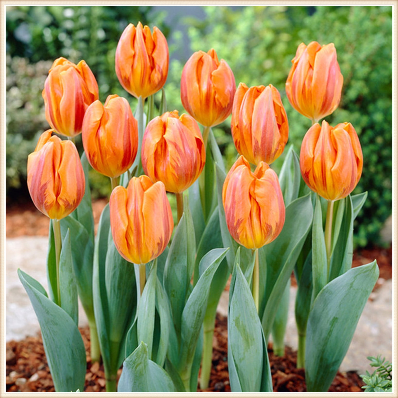 Tulip bulbs mix Tulip bulbs bulk Tulip bulbs for planting perennial Tulip flowers bulbs