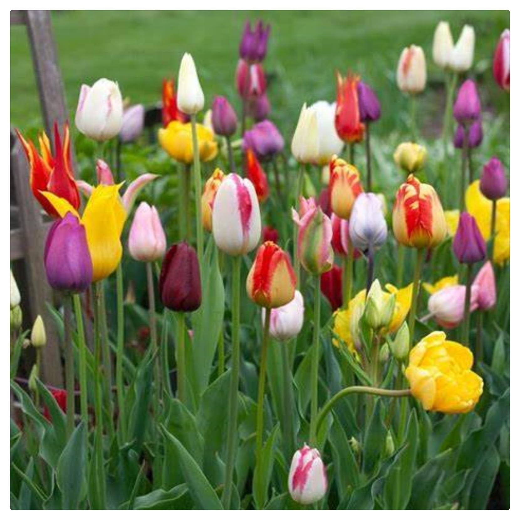Tulip bulbs perennial outdoor,tulip bulbs perennial outdoor,tulip bulbs